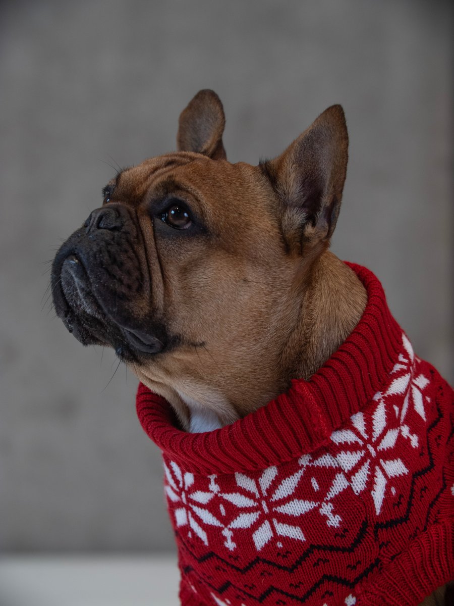Maglione Balto CHRISTMAS EDITION - immagine 4